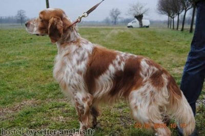 Setter Anglais RICO DEI DIPINTI Setter Anglais RICO DEI DIPINTI